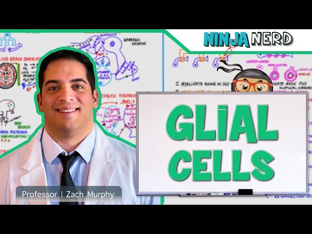 Neurology | Glial Cells: Astrocytes, Oligodendrocytes, Schwann Cells, Ependymal Cells, Microglia