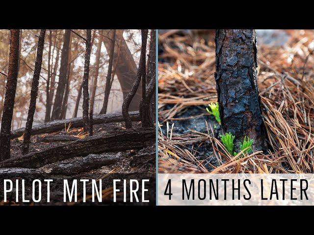 Revisiting the Forest 4 Months After a Fire - A Nature Photography Vlog