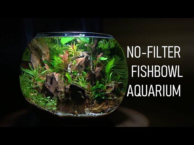 How To Set Up A FISHBOWL The RIGHT Way! | No Filter - No Heater - Aquarium Setup