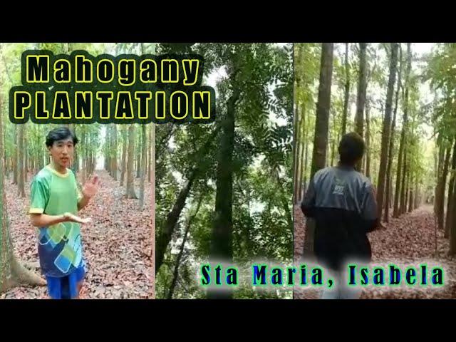 Santa Maria Mahogany Plantation #nature