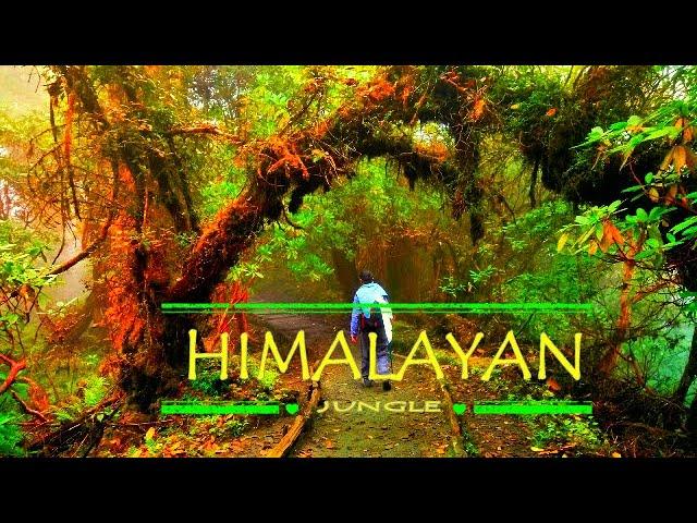 WILD HIMALAYAN JUNGLE | CINEMATIC TRAVEL VIDEO