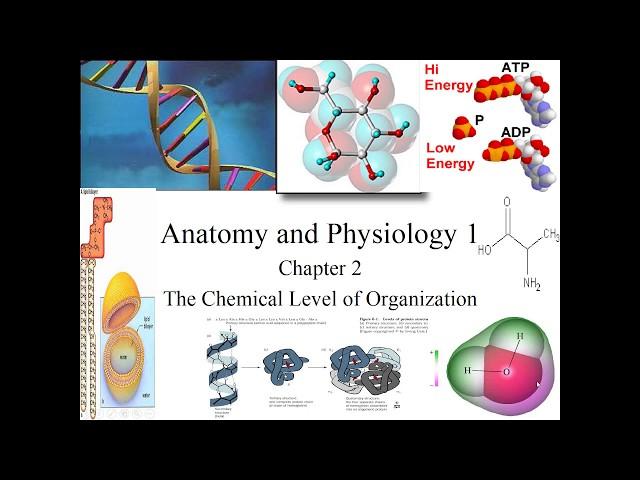 Chapter 2 The Chemical Level of Organization