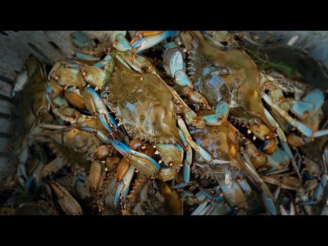 2 Hours of CRAB CATCH and COOKS - Loading up on BLUE CRABS