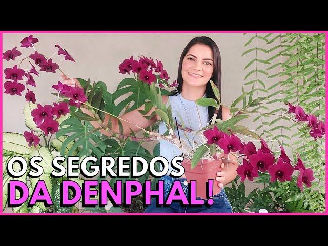 A ORQUÍDEA DENPHAL É DIFÍCIL DE CULTIVAR?