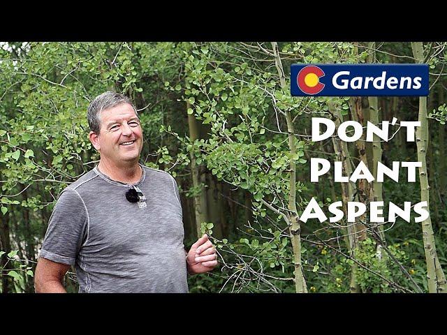 Don't Plant Aspens in Your Colorado Front Range Landscape