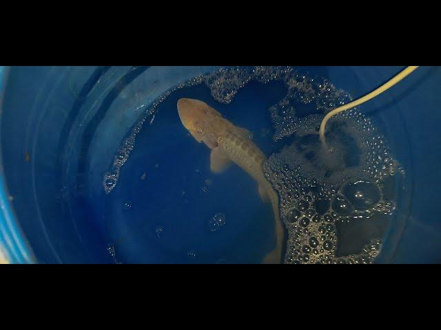 Large Amu Darya shovelnose sturgeon. Nukus Balyk fish propagation facility,  Uzbekistan. April 2024