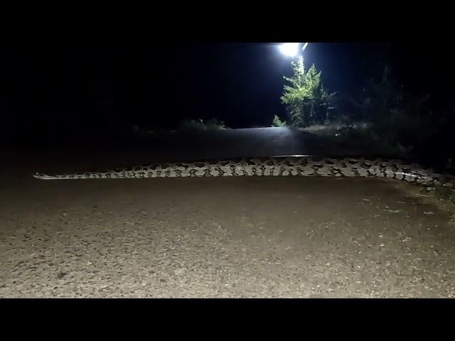 Giant Snake | Indian Stone Python | Viral Video