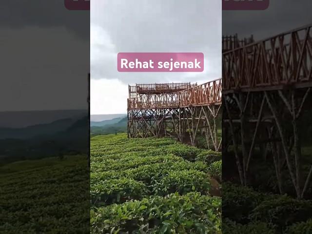 Menikmati Kebun Teh#murotal #cianjurselatan #viral#treding