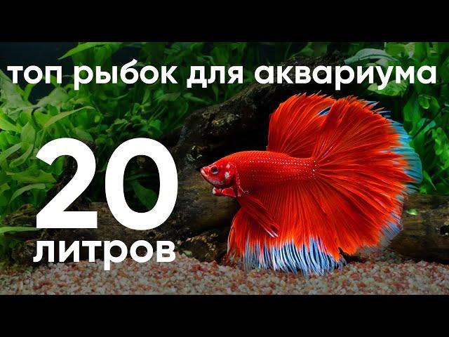 Топ рыбок для аквариума для 20 литров