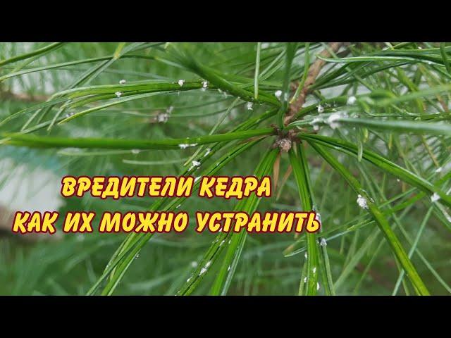 вредители кедра и как их можно устранить