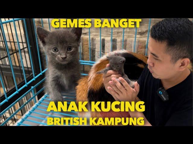 ANAK KUCING BRITISH KAMPUNG LUCU BANGET GEMESIN