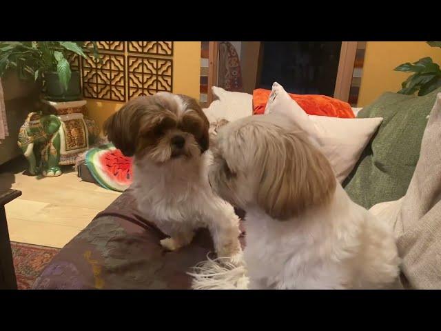 Shih tzu barking and fighting