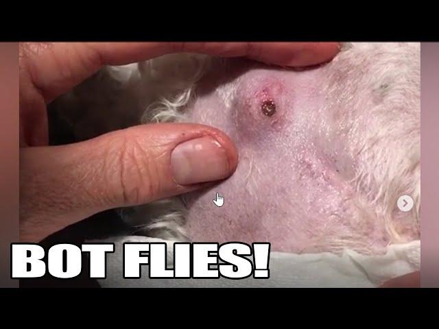 Bot Fly Removal!  Top 10 Bot Fly Removal of All Time!