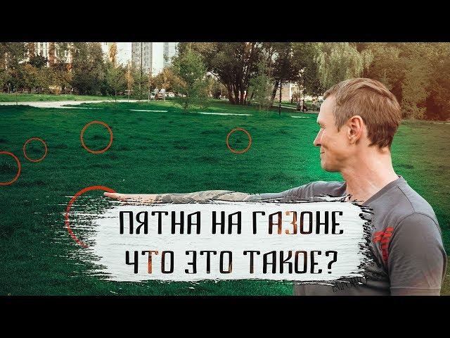 Тёмные пятна и проплешины на рулонном газоне, как их убрать?