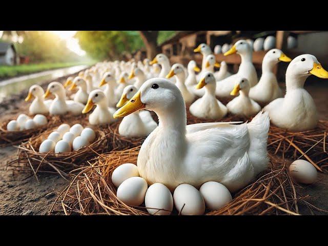 Raising Laying Ducks - How To Raise Laying Ducks For Eggs - Duck Business