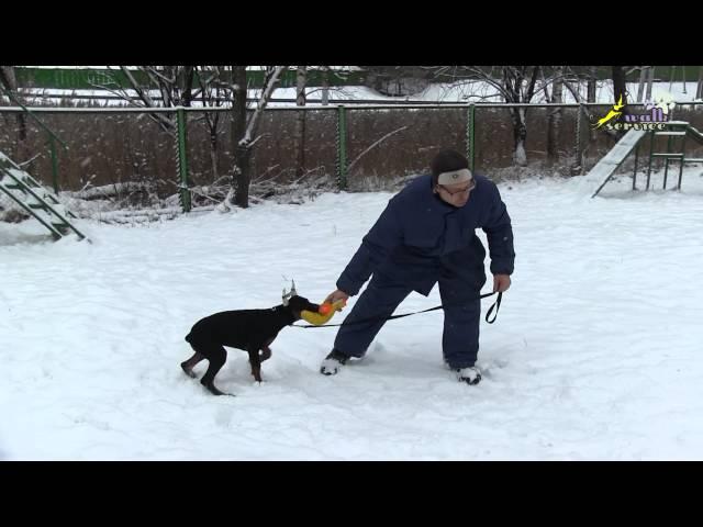 Доберман дрессировка, игра со щенком, как это делать правильно