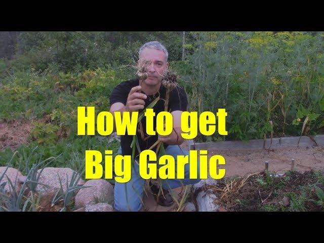 My Process for Saving and Growing Garlic