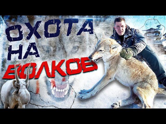 охота на волков!ДОБЫЛИ 5 ВОЛКОВ!!! Wolfsjagd