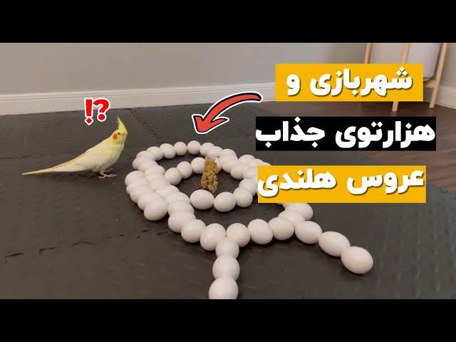 چطوری با عروس هلندی بازی کنیم؟ 6 تا بازی جذاب مورد علاقه عروس هلندی