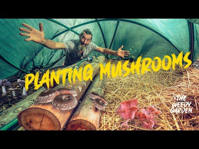 HOW TO PLANT AND CARE FOR MUSHROOMS - the silent giants