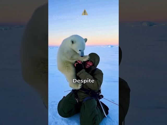 Polar Bear Cub Heartwarming Rescue!  #PolarBearRescue #WildlifeConservation #ArcticAnimals