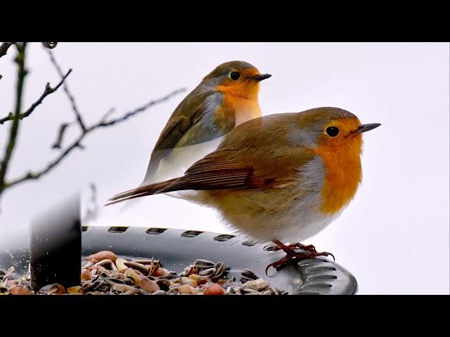 Голоса птиц - Зарянка.  Вільшанка (Erithacus rubecula) European Robin