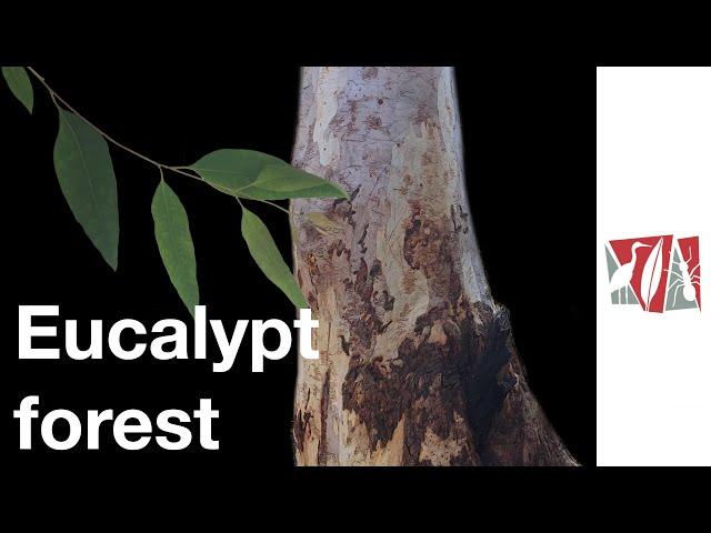 Eucalypt forest