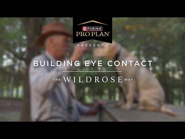 Puppy Training The Wildrose Way: Building Eye Contact With Your Puppy