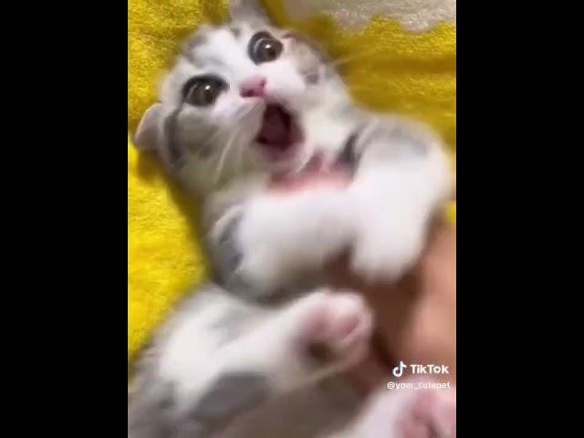 Хорошего настроения #youtube #smile #юмор #nature #приколы #jokes #позитив #cat