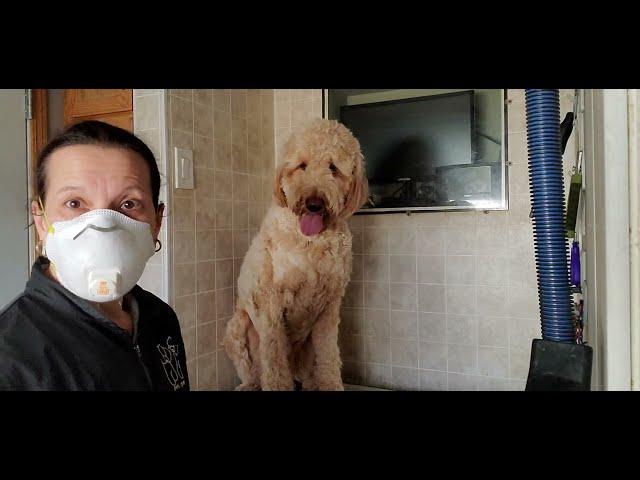 Largest dog I've ever groomed! Golden Doodle dog breed, dog grooming, no restraints, 3/4 blade