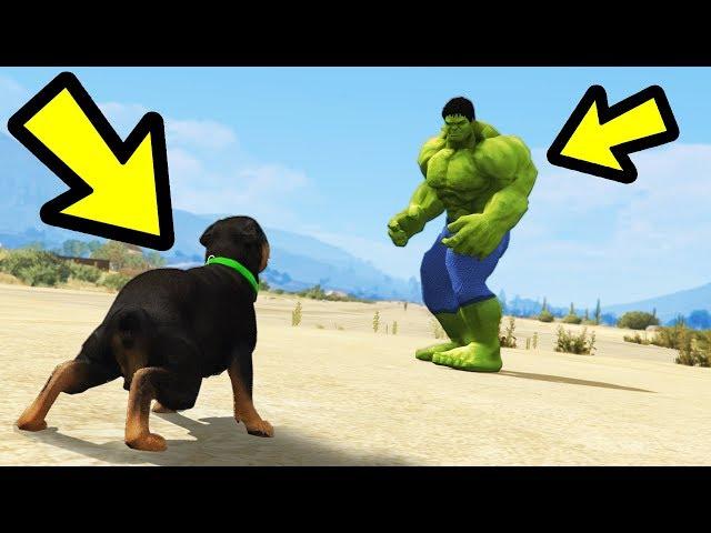 GTA 5 - Chop vs. Hulk! (Who Wins?)