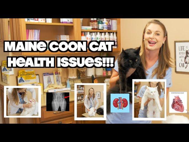 Health issues in Maine Coon Cat Breed!?! | Vet Explains