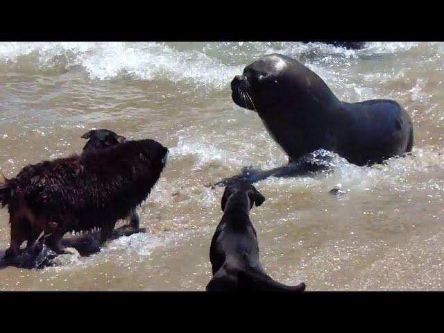 Dogs vs Sea Lions || ViralHog