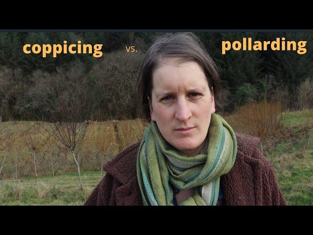 Coppicing vs. pollarding willow for basket making. Our experience so far.