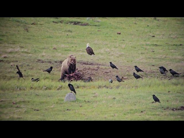 Grizzly bear (Ursus arctos horribilis), Lamar Valley - Yellowstone National Park - May 2024