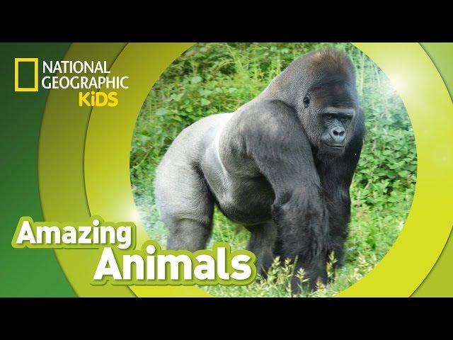 Gorilla | Amazing Animals