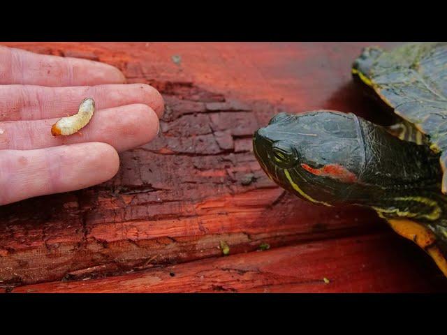 Turtles Love Grub Worms!