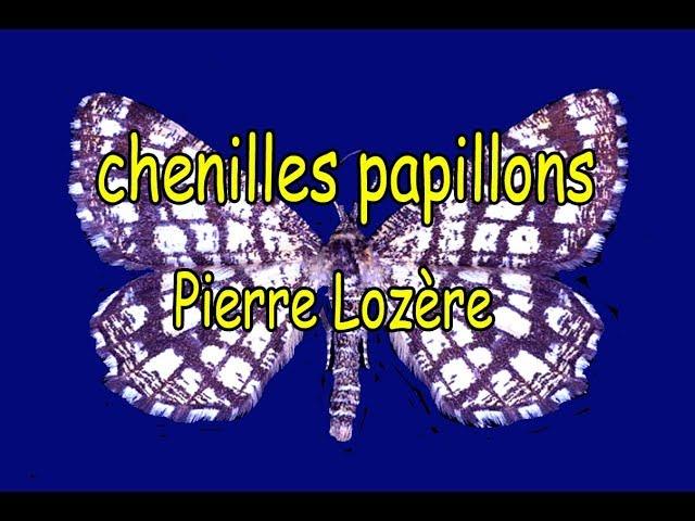 Chenilles papillons  de Pierre Lozère