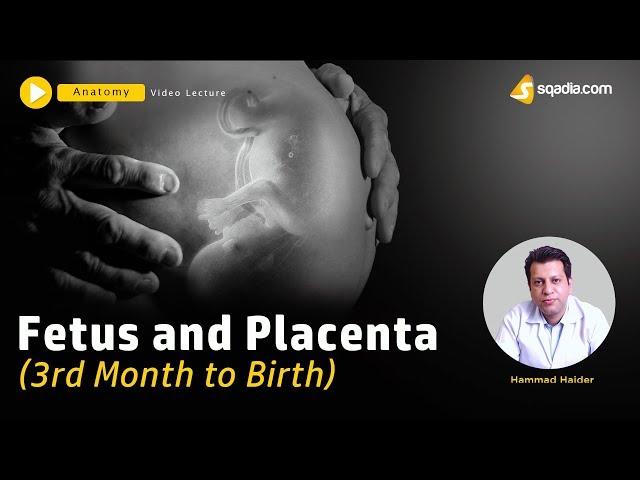 Fetus and Placenta | 3rd Month to Birth | Embryology Lecture | V-Learning | sqadia.com