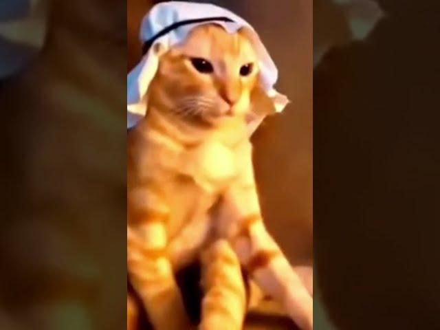 funny cat video | cute cat video | cat animal | funny cat  #Shorts