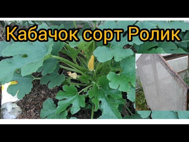 Кабачок Ролик в мини парнике, сделанном своими руками за 4 часа/zucchini white