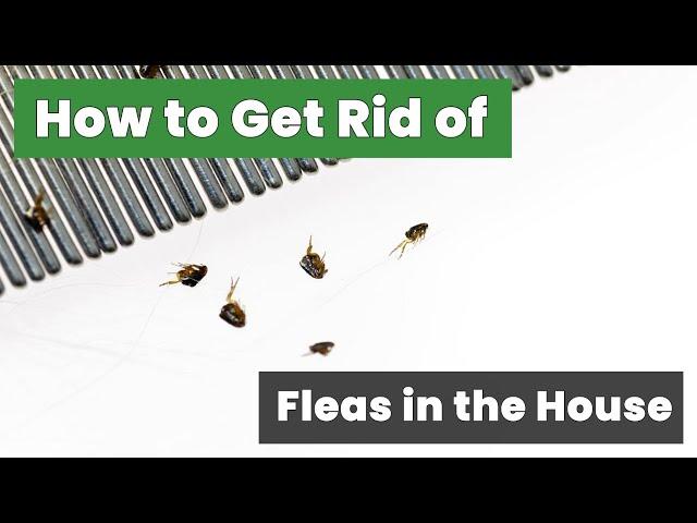 How to Get Rid of Fleas in the House Fast : Fast and Easy Flea Removal Techniques