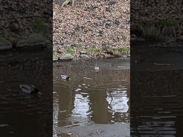 Eine Ente, die nach Futter taucht 