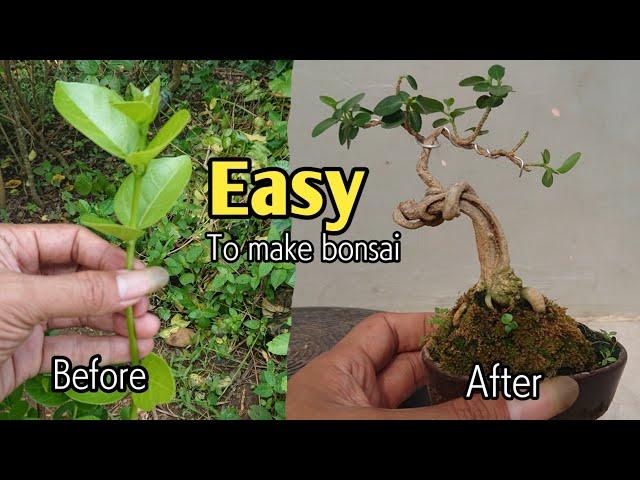 Tips Membuat Bonsai Sancang Pelintiran | Premna Microphylla Bonsai