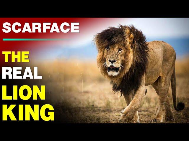 Legendary Lion Scarface & The Story of His Scar | The Rise & Fall of World Famous Lion