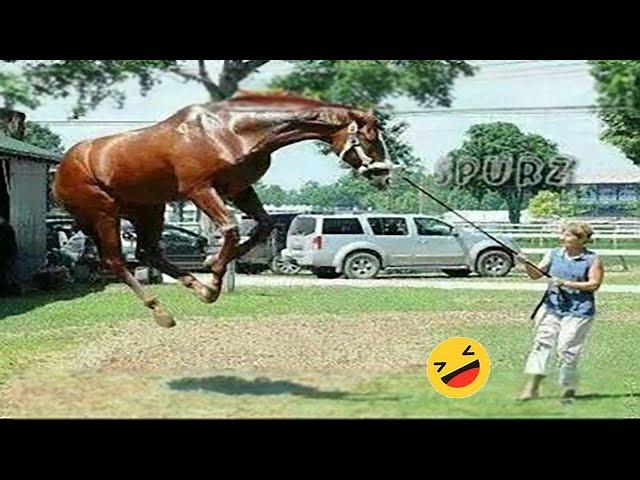 Best Funniest Horse  - funny and cute Horse Videos Compilation Made your day with #4