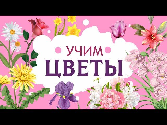 Цветы для детей. Учим названия