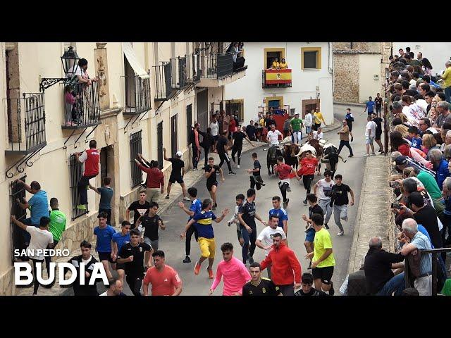 ENCIERROS POR LAS CALLES CON 4 TOROS // BUDIA 2024