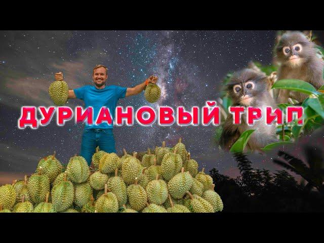 Дуриановый трип / Уехали с Самуи за дурианами / Тайна пещеры Phraya Nakhon / Млечный путь в горах