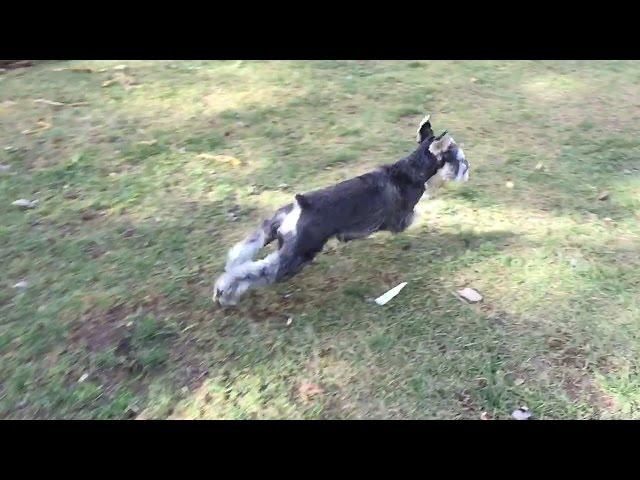 Excited Puppy Running Circles In Backyard